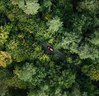 floresta